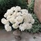 6-Pack: UV Resistant Beige Hydrangea Bush with 7 Lifelike Silk Flowers & Leaves - Perfect for Indoor & Outdoor Decor, Floral Arrangements & Home Accents - Floral Home by Artificial Flowers